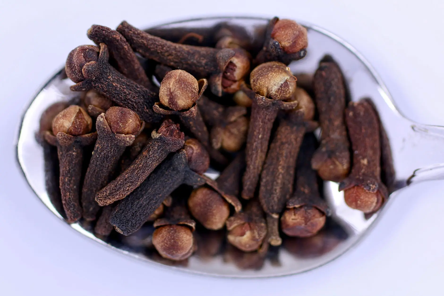 cloves on a spoon close-up, sharp on white