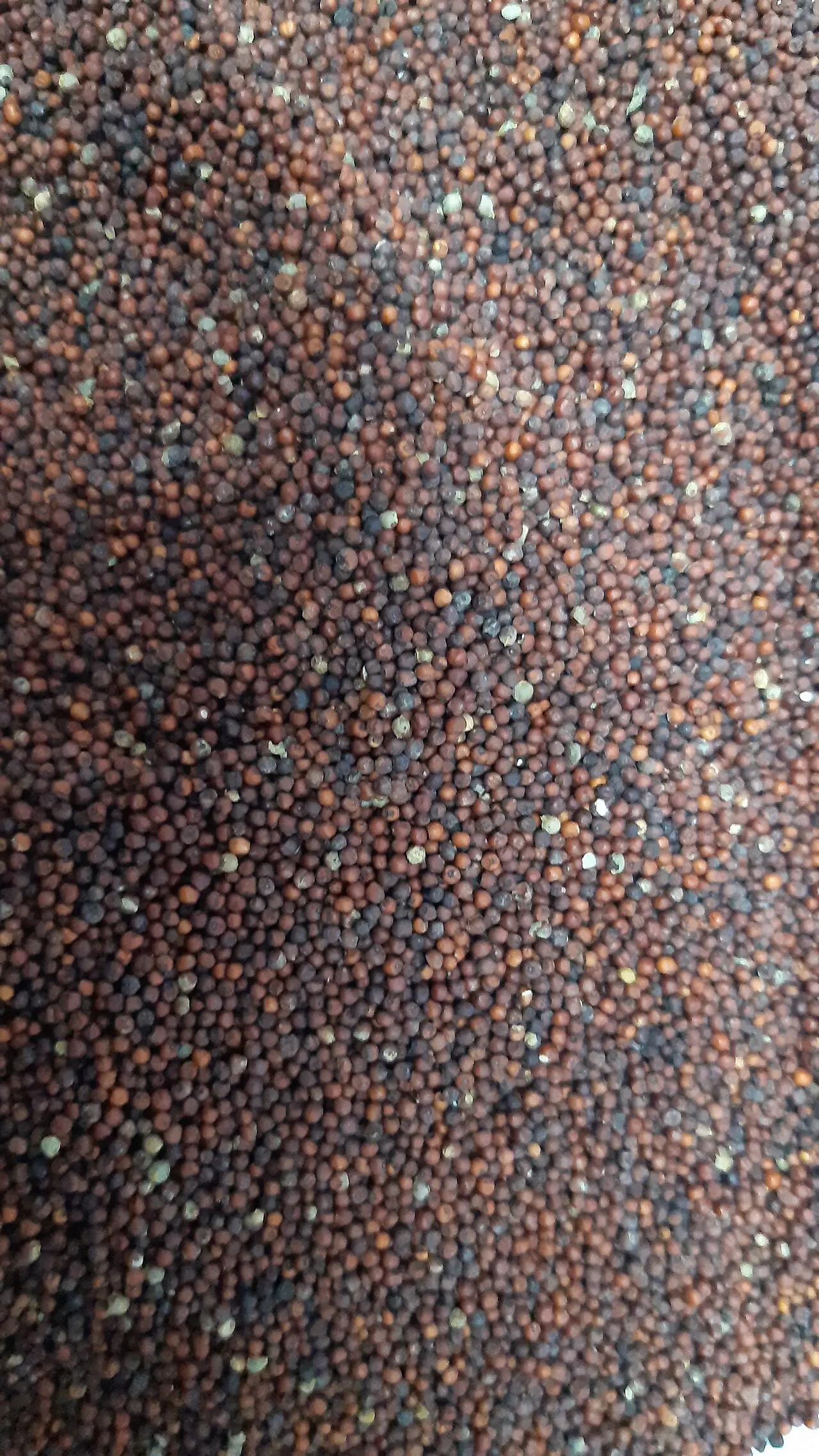 very close view of tiny dark ragi grains, textured