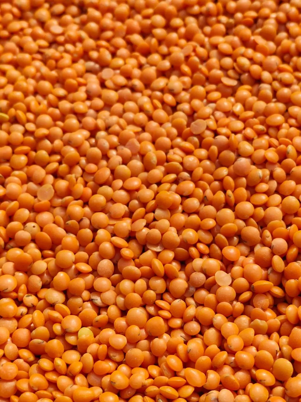 Close-up texture of orange split masoor lentils
