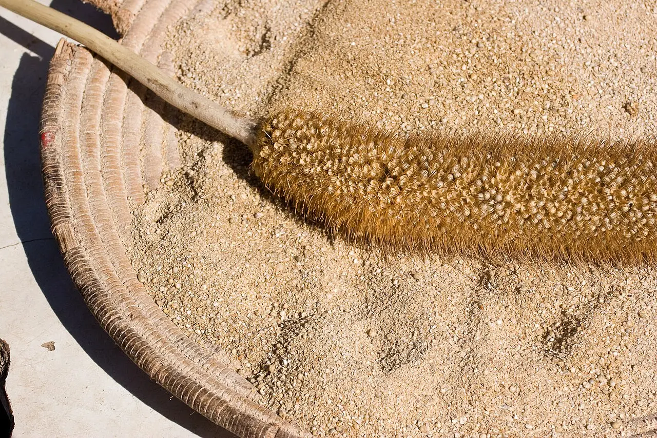 Seedhead on tray with loose millet grains, threshed